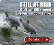 Still at risk - gulf wildlife need your support now!
